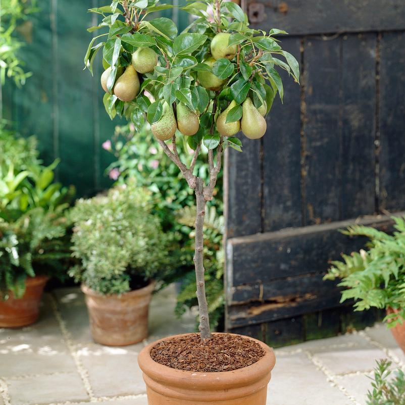 Mini Orchard Collection | Cherry, Pear & Plum Trees - Image 6