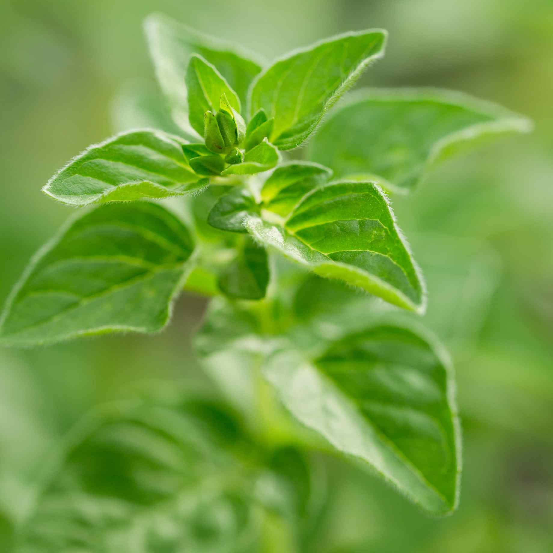 'Hot & Spicy' Oregano Plant