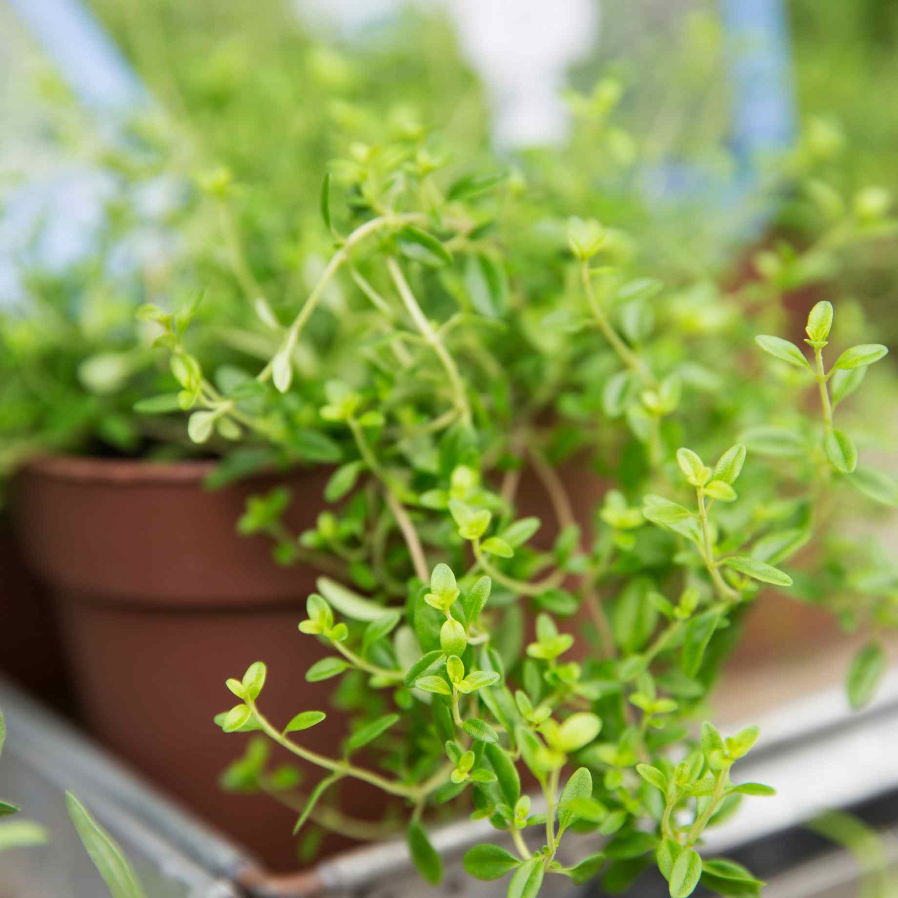 'Hot & Spicy' Oregano Plant - Image 2