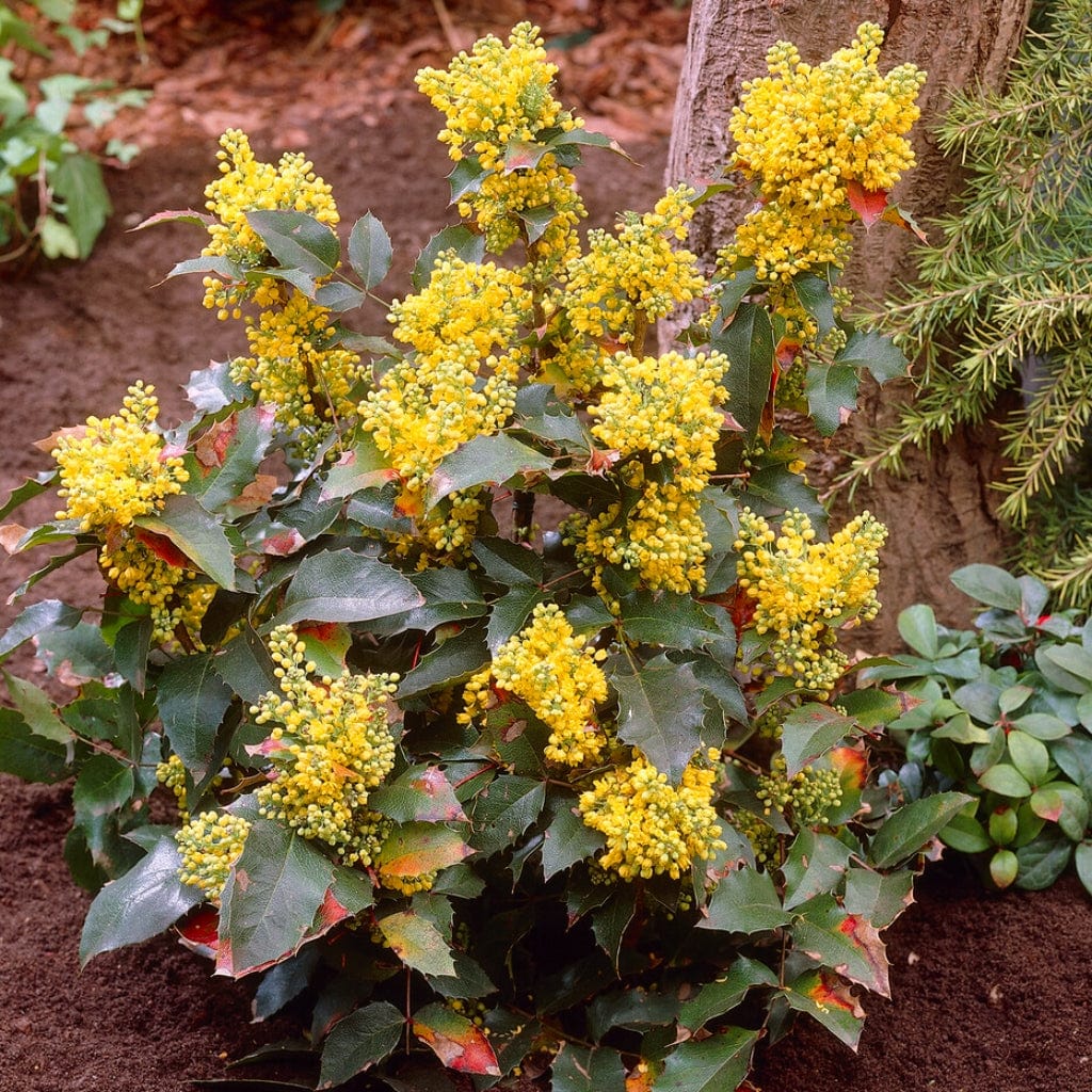 Oregon Grape Hedging | Mahonia aquifolium - Image 10