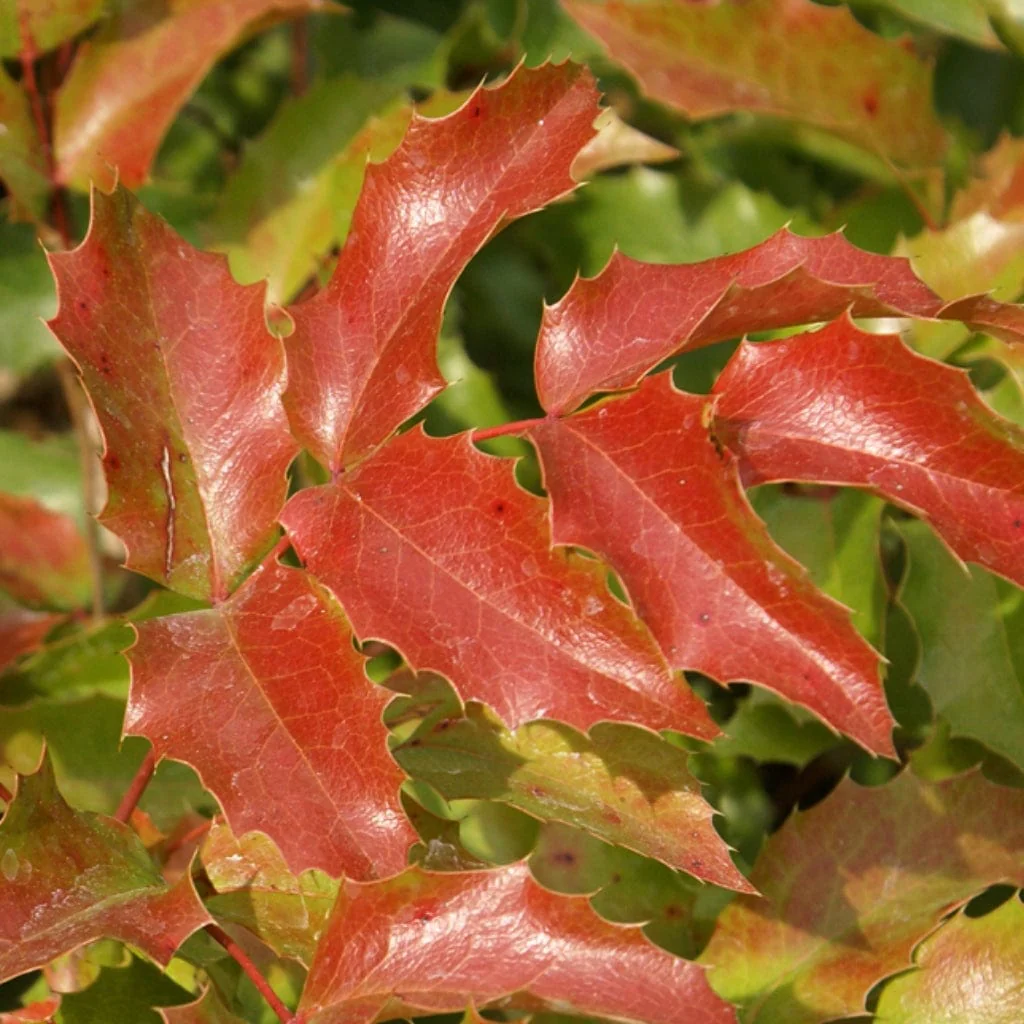 Oregon Grape Hedging | Mahonia aquifolium - Image 2