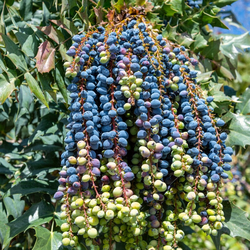 Oregon Grape Hedging | Mahonia aquifolium - Image 3