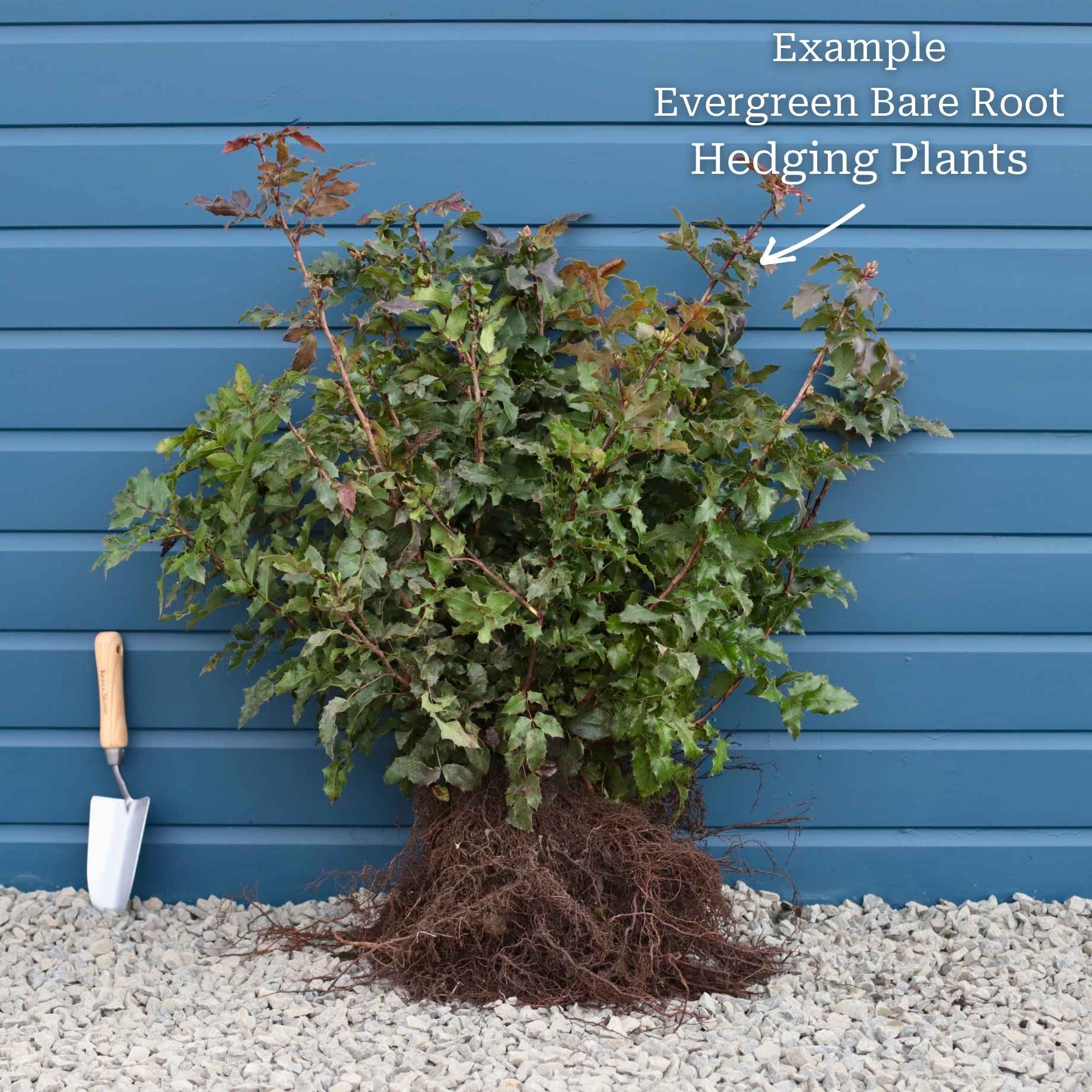 St John's Wort Hedging | Hypericum inodorum - Image 4
