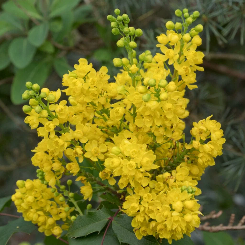 Oregon Grape Hedging | Mahonia aquifolium - Image 5