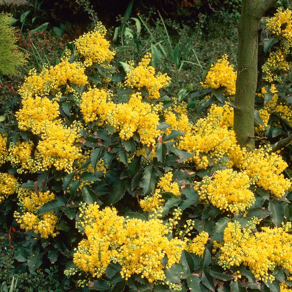 Oregon Grape Hedging | Mahonia aquifolium - Image 7
