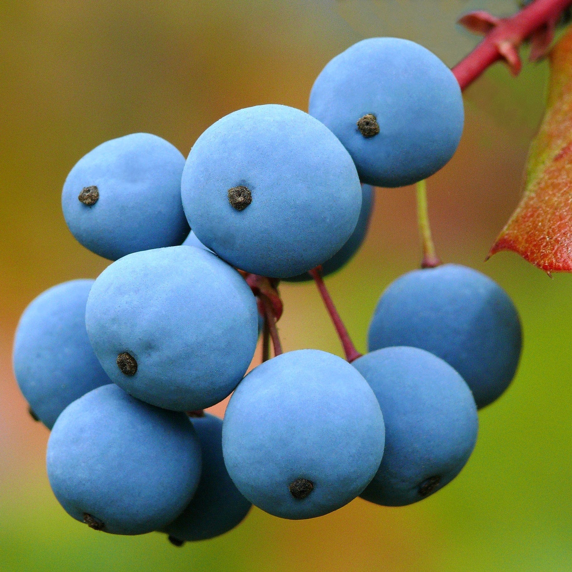 Oregon Grape Hedging | Mahonia aquifolium - Image 8