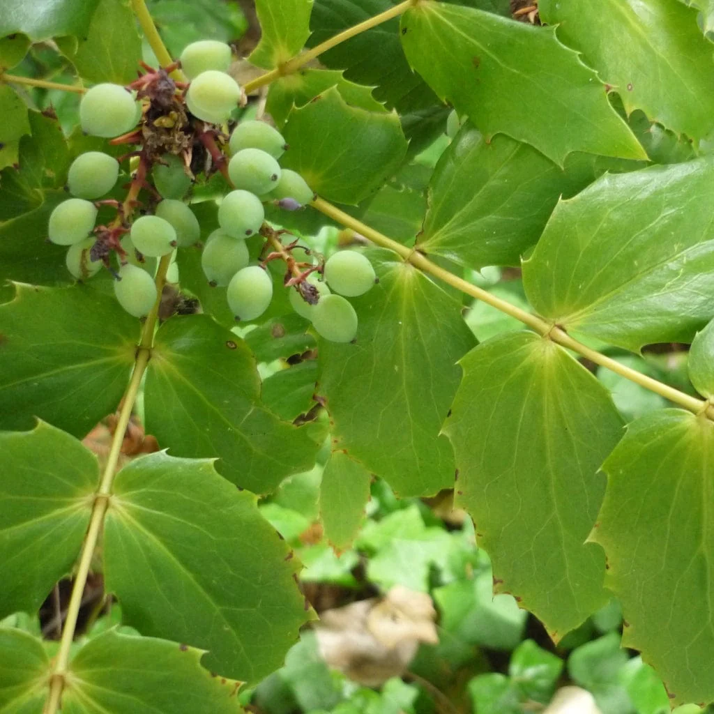 Oregon Grape Hedging | Mahonia aquifolium - Image 9