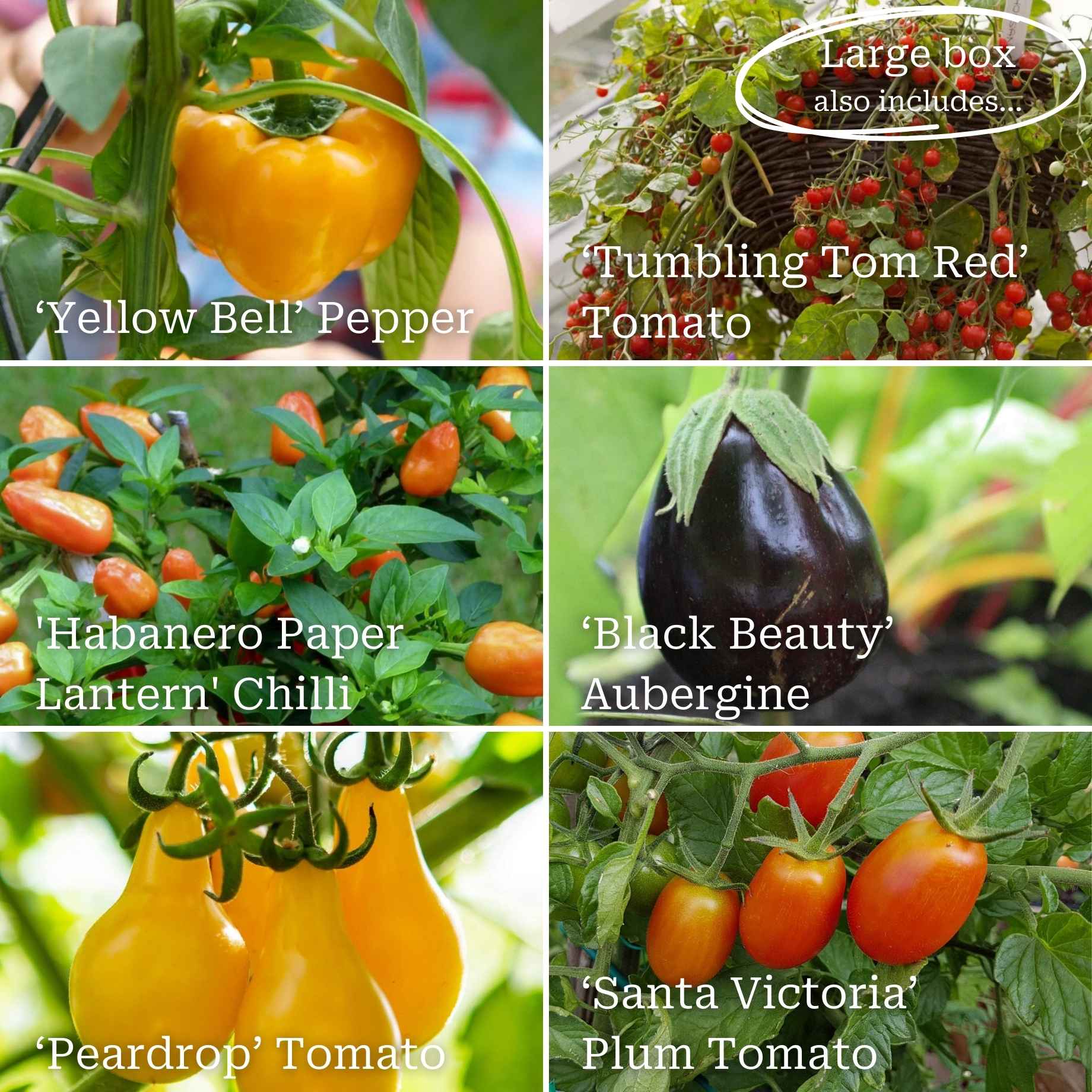Greenhouse Grower's Vegetable Collection - Image 3