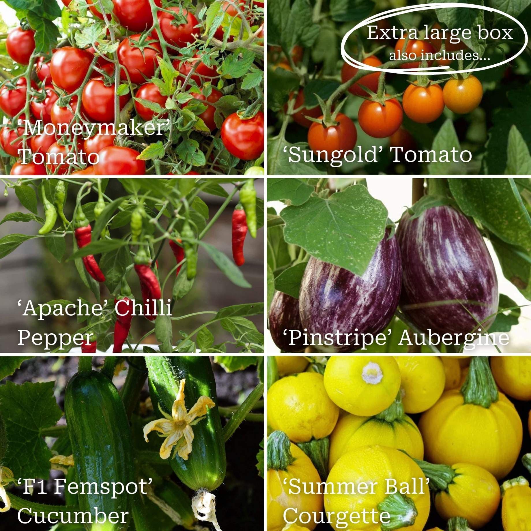 Greenhouse Grower's Vegetable Collection - Image 4
