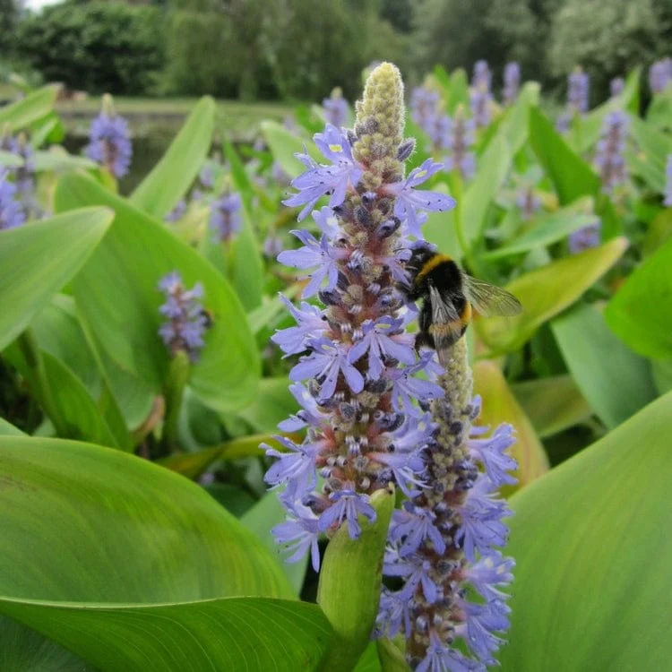 Colourful Pond Plants Collection | Grower's Choice - Image 7
