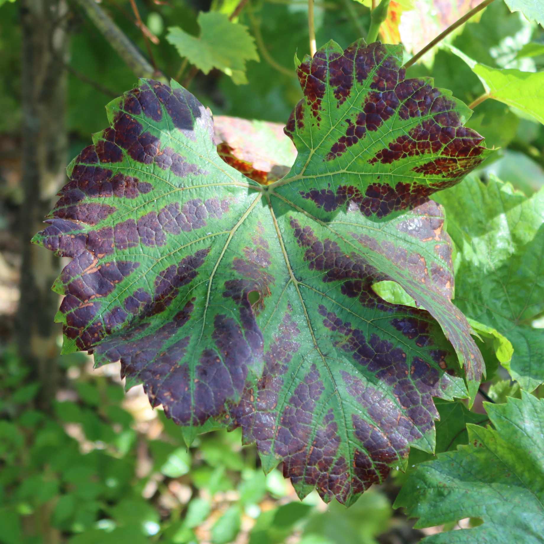 Ornamental Grape Vine | Vitis 'Brant' - Image 2