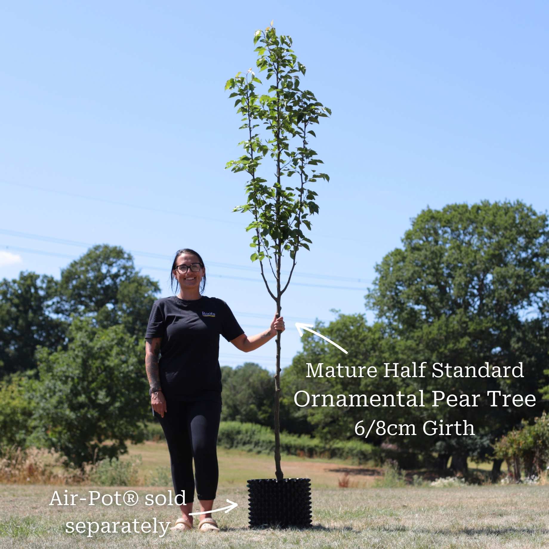 Ornamental Pear Tree | Pyrus 'Chanticleer' - Image 6