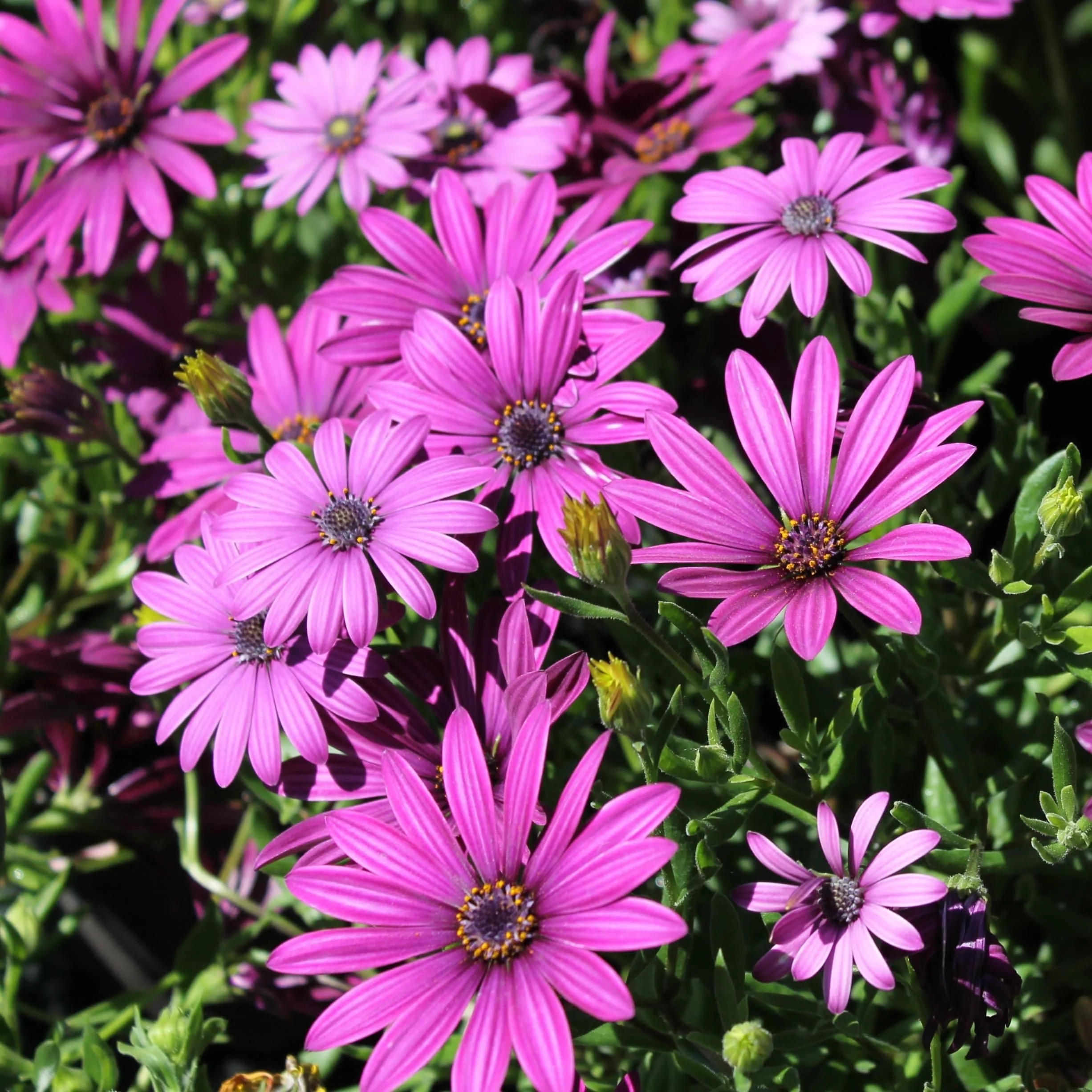 Osteospermum 'Tresco Purple' - Image 3