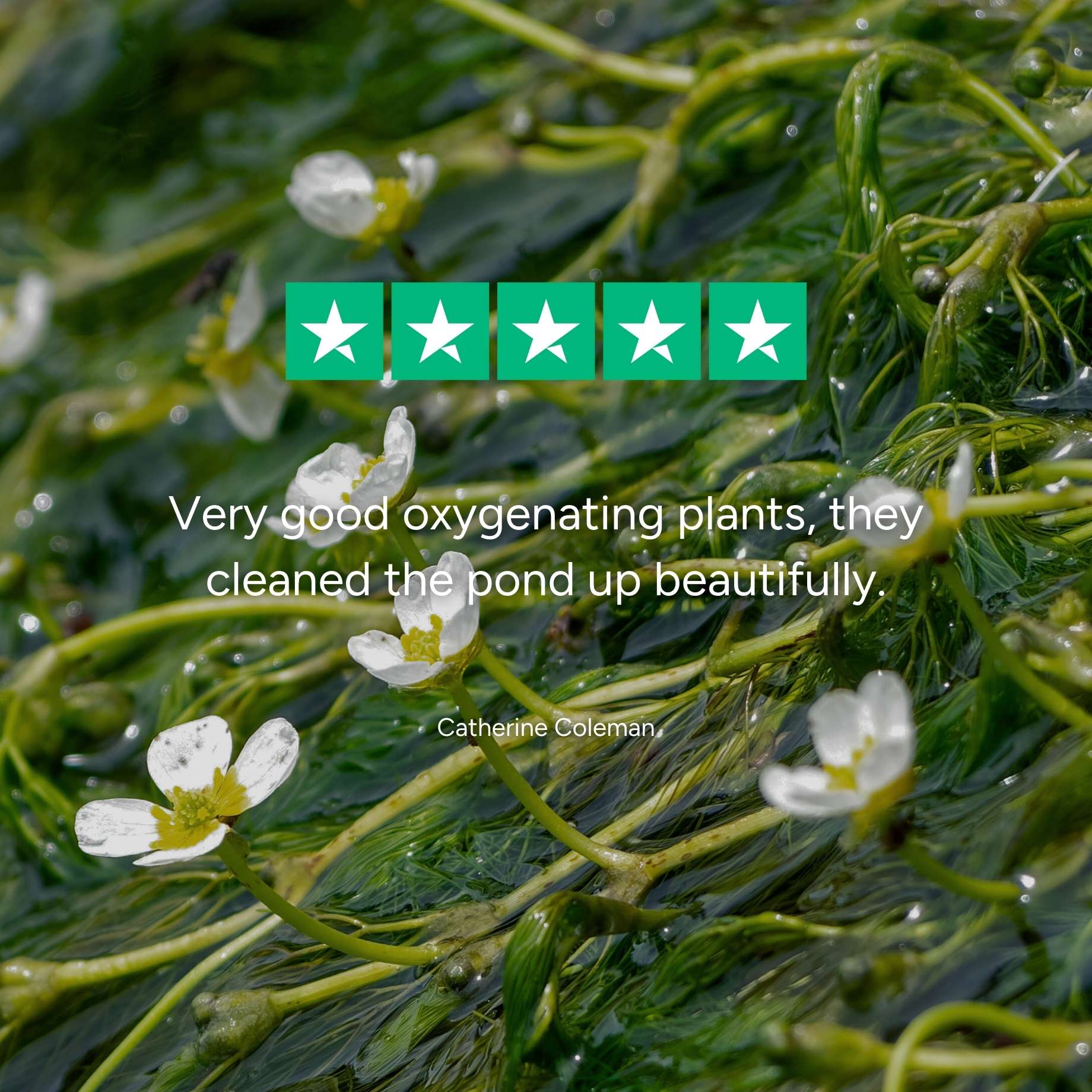 Best Oxygenating Pond Plants | Growers' Choice - Image 3