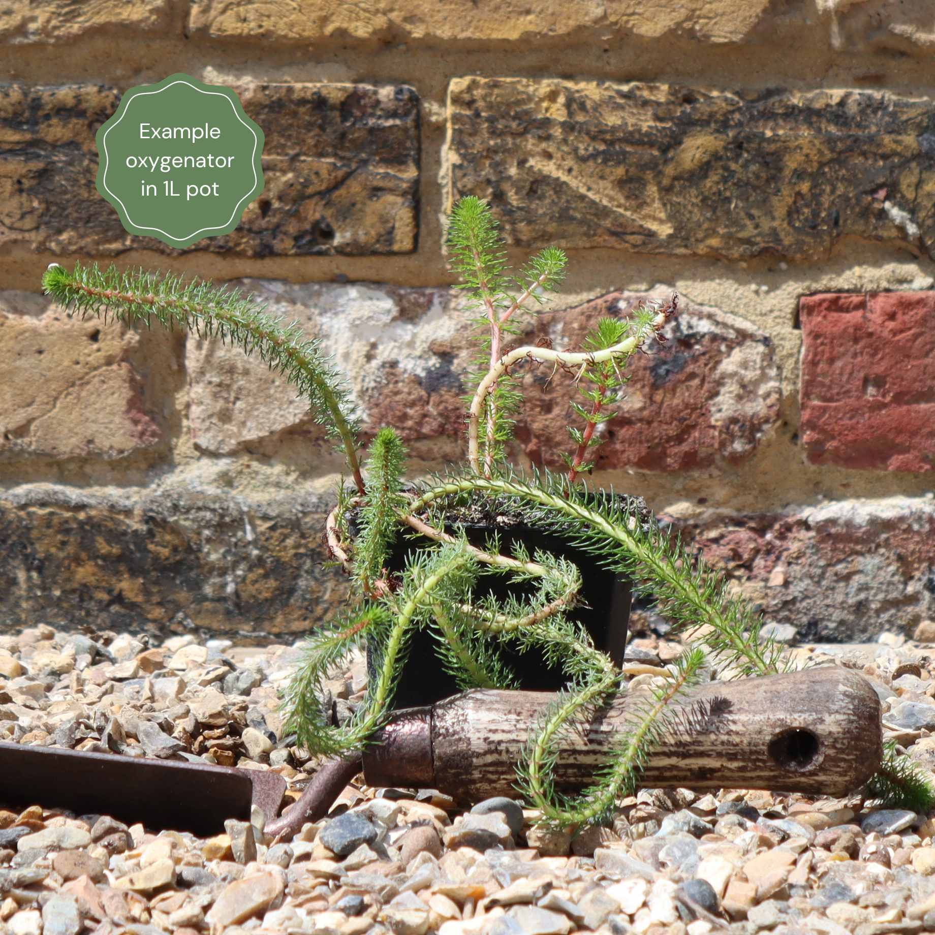 Best Oxygenating Pond Plants | Growers' Choice - Image 5