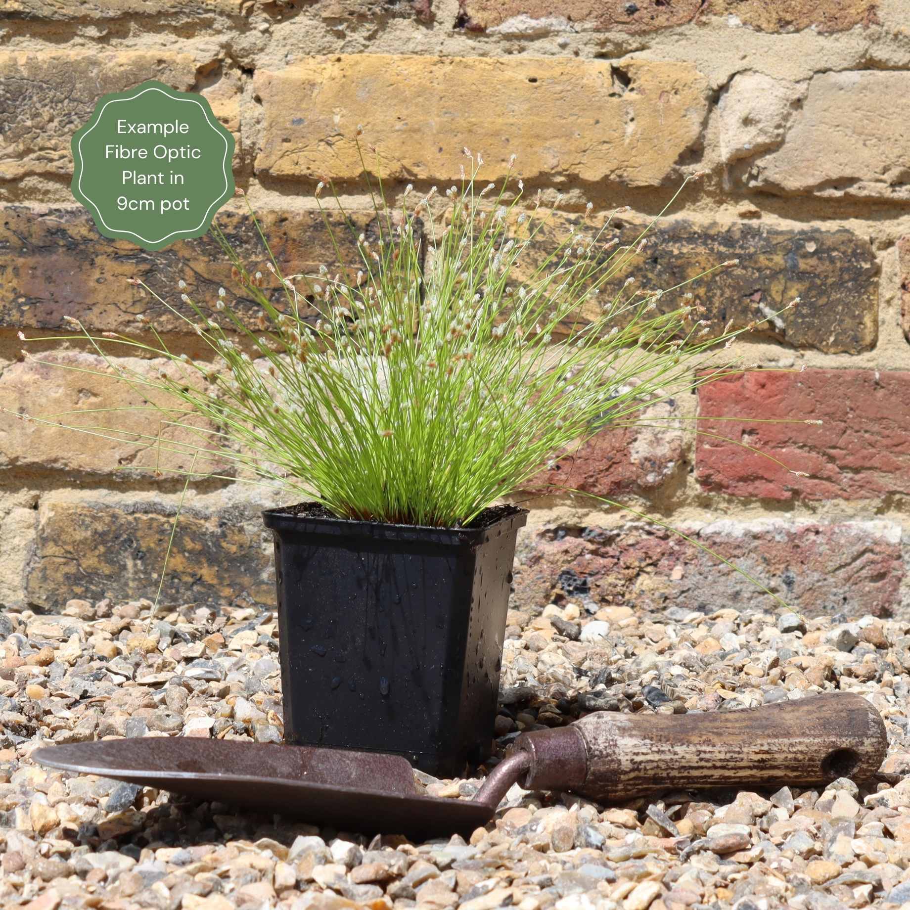 Best Oxygenating Pond Plants | Growers' Choice - Image 6