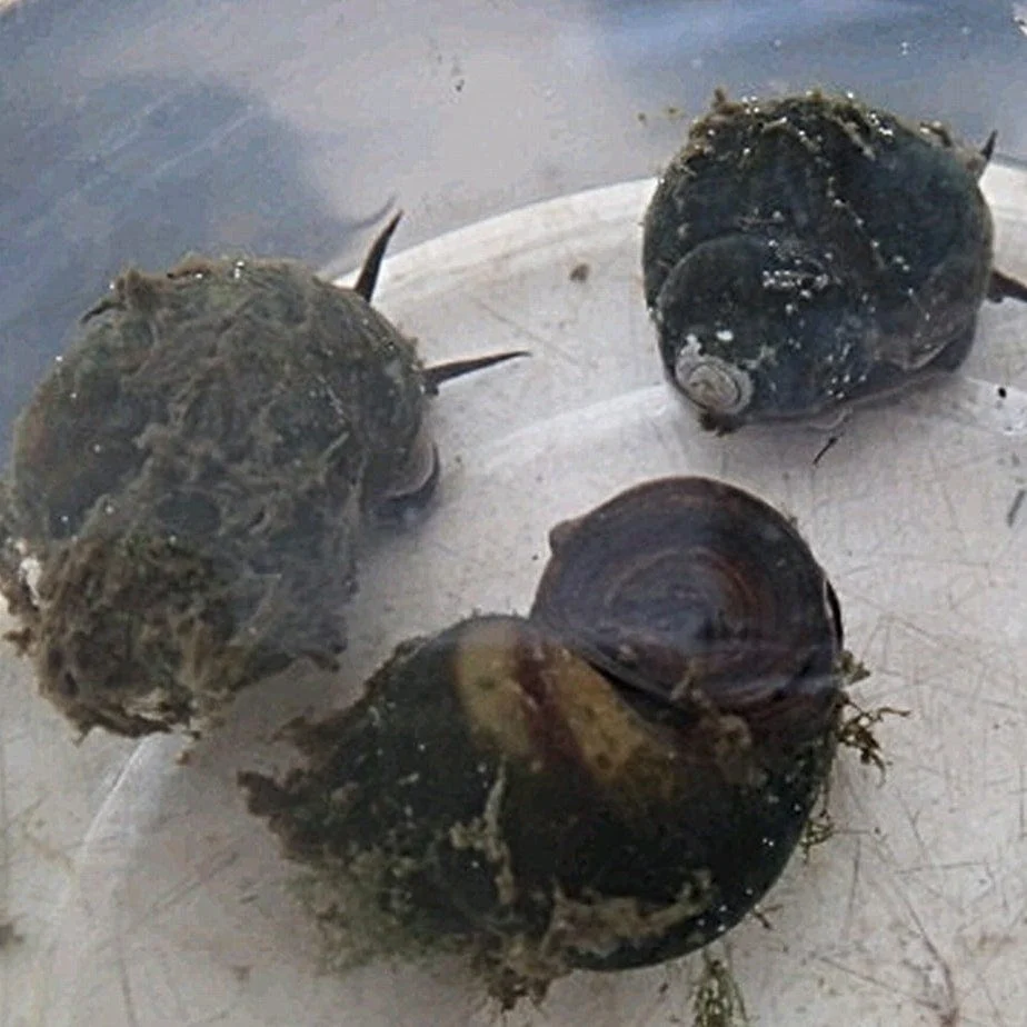Trapdoor Snails | Viviparus viviparus - Image 2