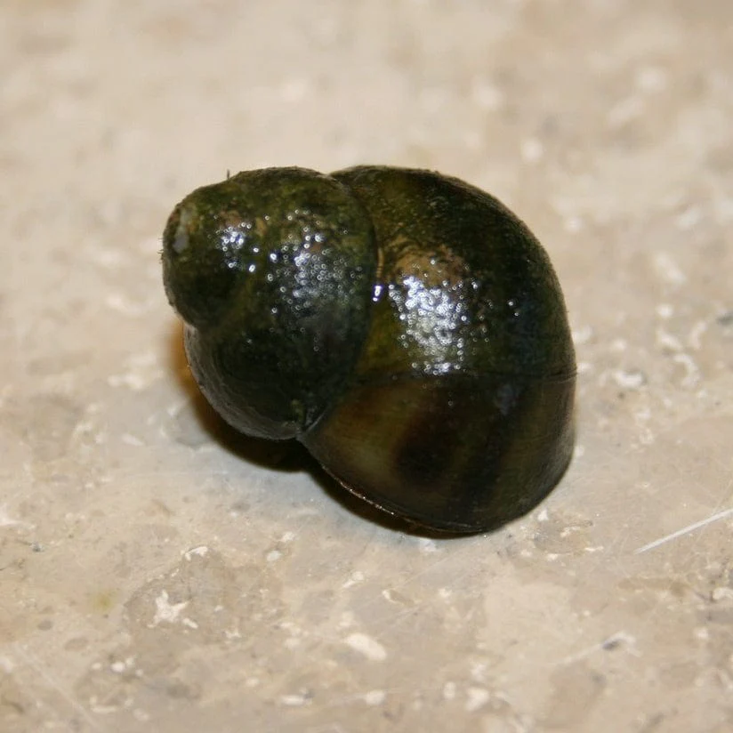 Trapdoor Snails | Viviparus viviparus - Image 3