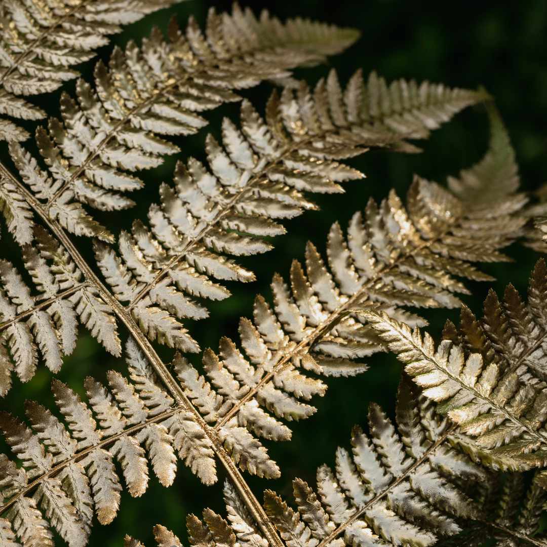 Painted Lady Fern | Athyrium Niponicum 'Pictum' - Image 2