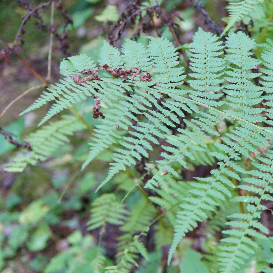 Painted Lady Fern | Athyrium Niponicum 'Pictum' - Image 3