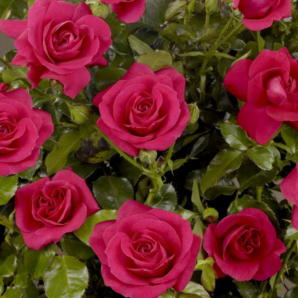 'Castle Avila' Patio Shrub Rose