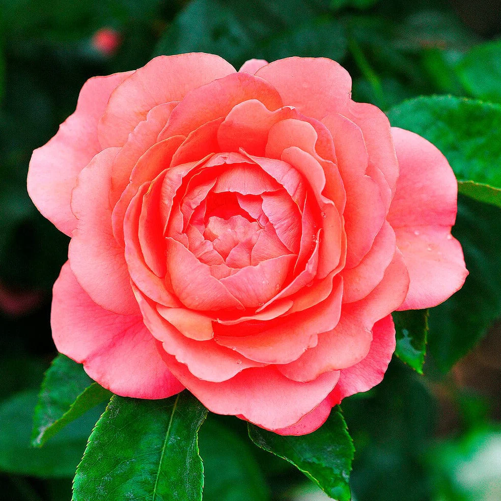 'Castle Avila' Patio Shrub Rose - Image 2