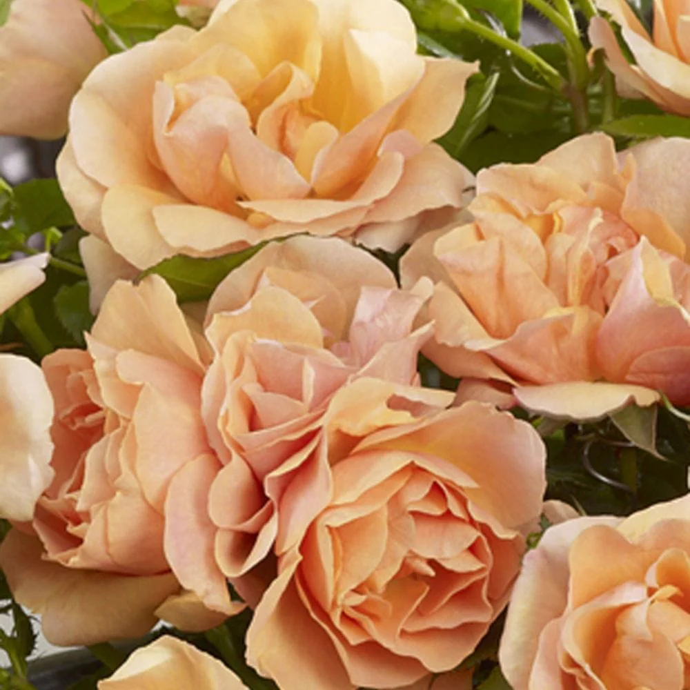 'Palace Fleur' Patio Shrub Rose - Image 3