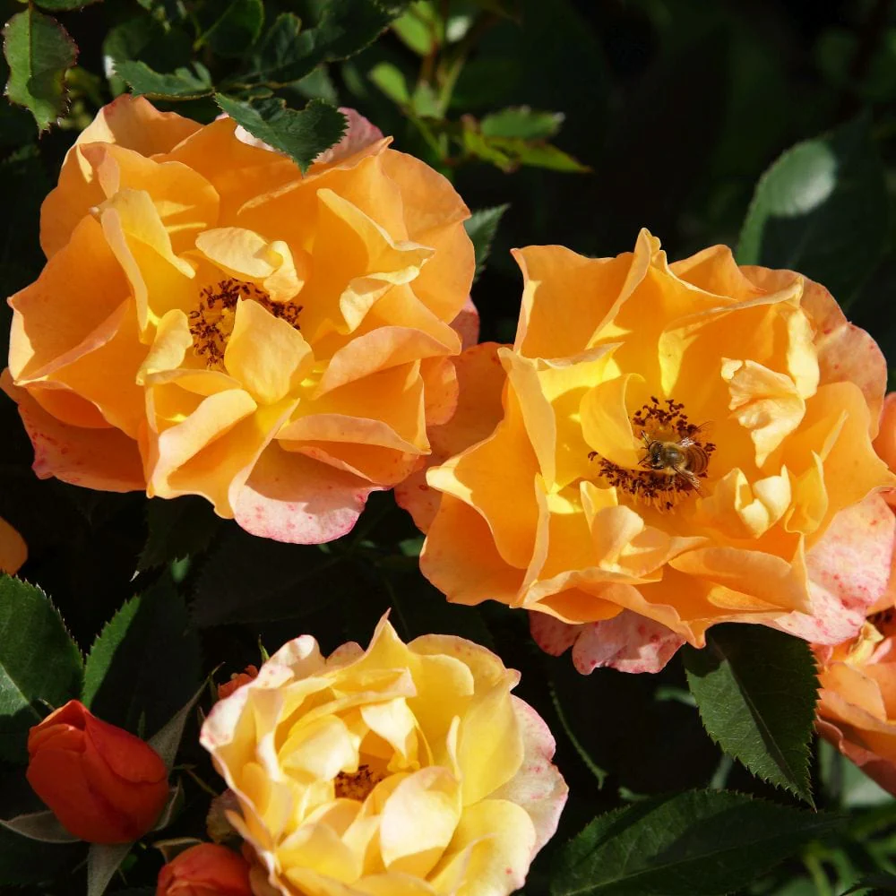 'Palace Fleur' Patio Shrub Rose - Image 4