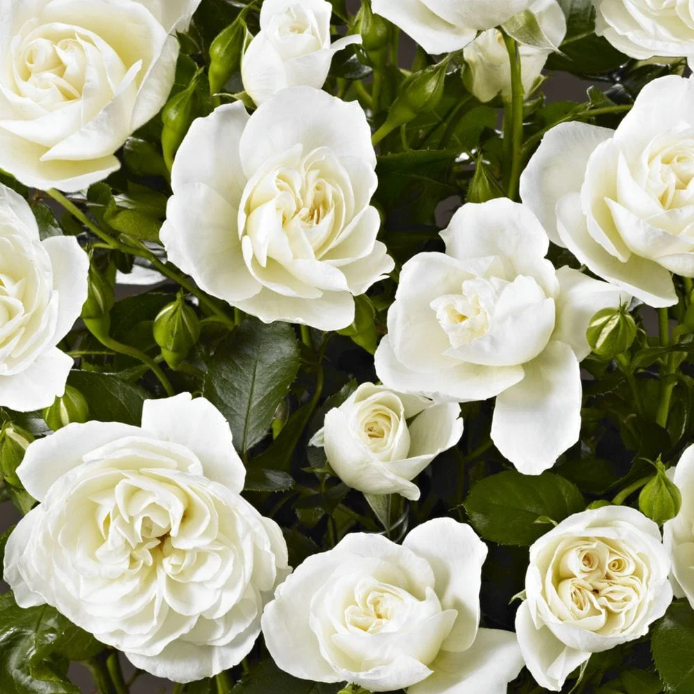 'Palace Kailani' Patio Shrub Rose - Image 3