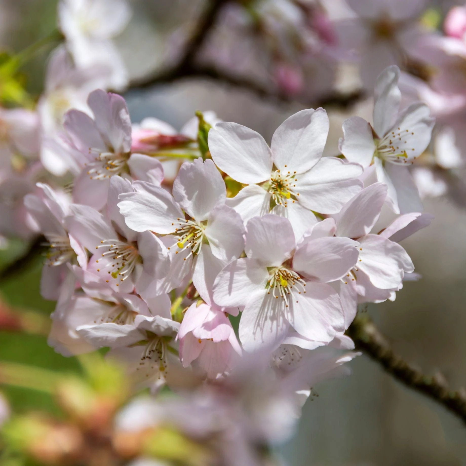 'Pandora' Cherry Blossom Tree | Prunus padus