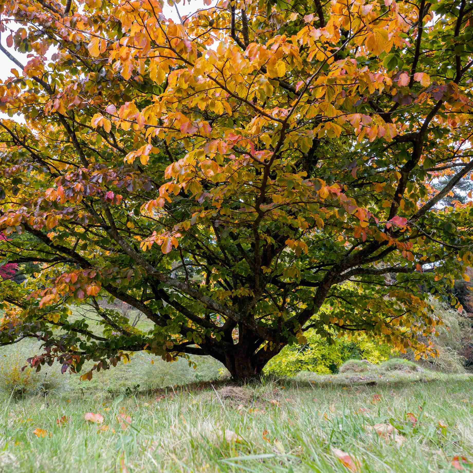 'Pandora' Cherry Blossom Tree | Prunus padus - Image 2