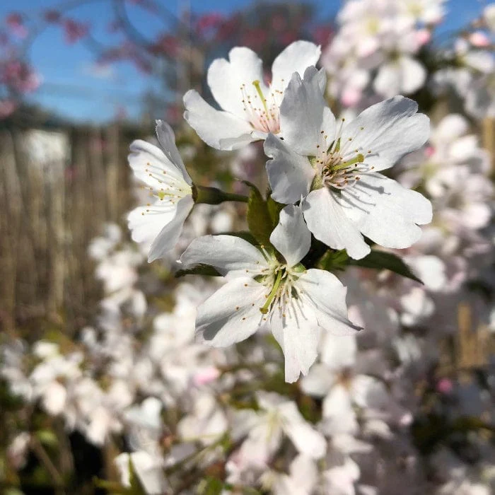 'Pandora' Cherry Blossom Tree | Prunus padus - Image 4
