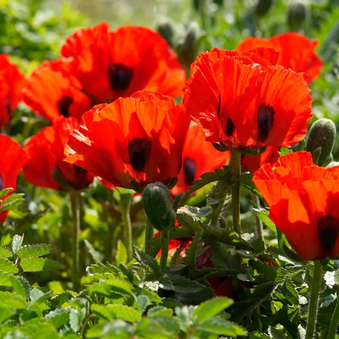 Red Poppy | Papaver orientalis 'Beauty of Livermere' - Image 3