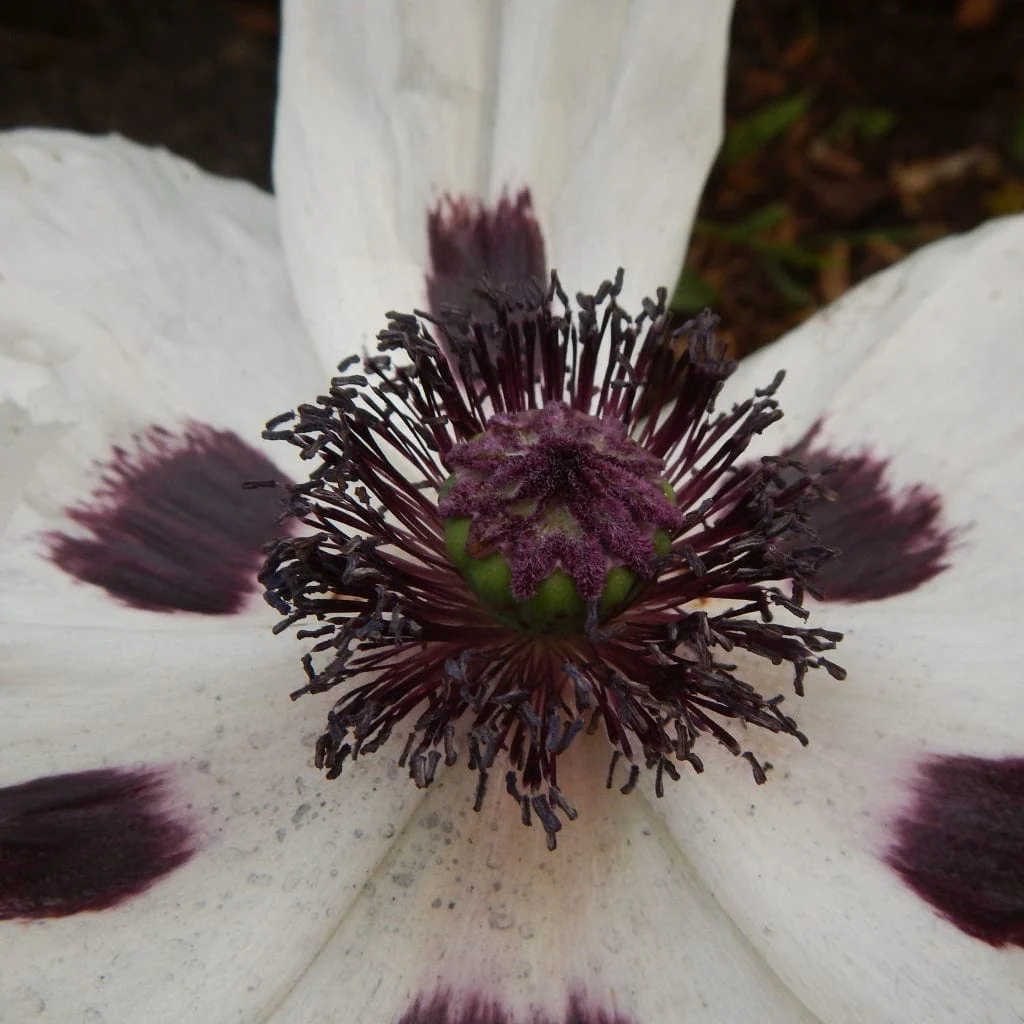 White Poppy | Papaver 'Royal Wedding' - Image 3