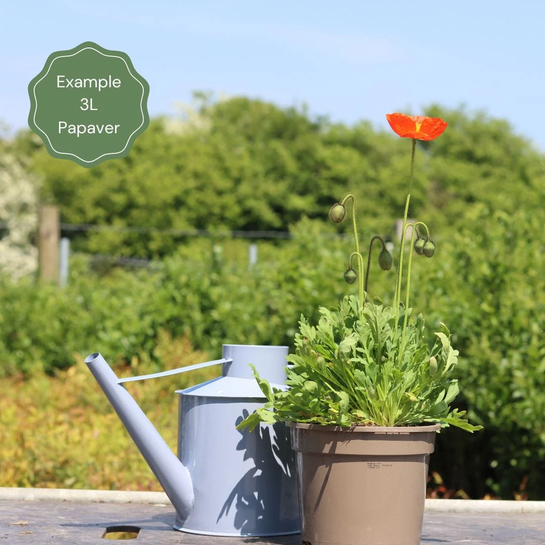 White Poppy | Papaver 'Royal Wedding' - Image 5