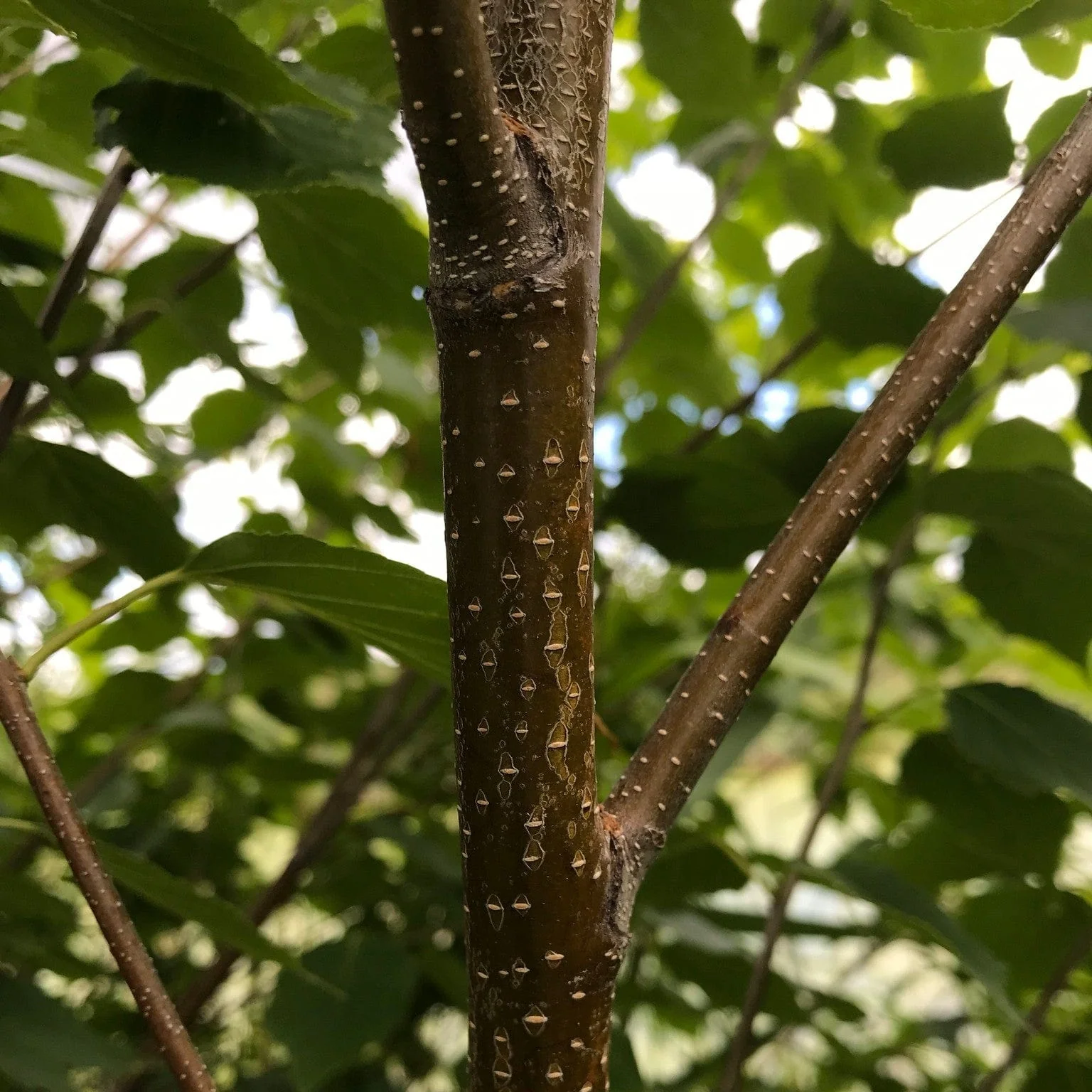 Paper Birch Hedging | Betula papyrifera - Image 2