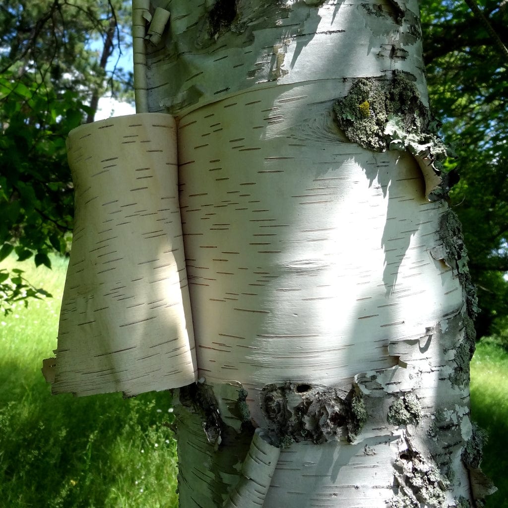 Paper Birch Hedging | Betula papyrifera - Image 4