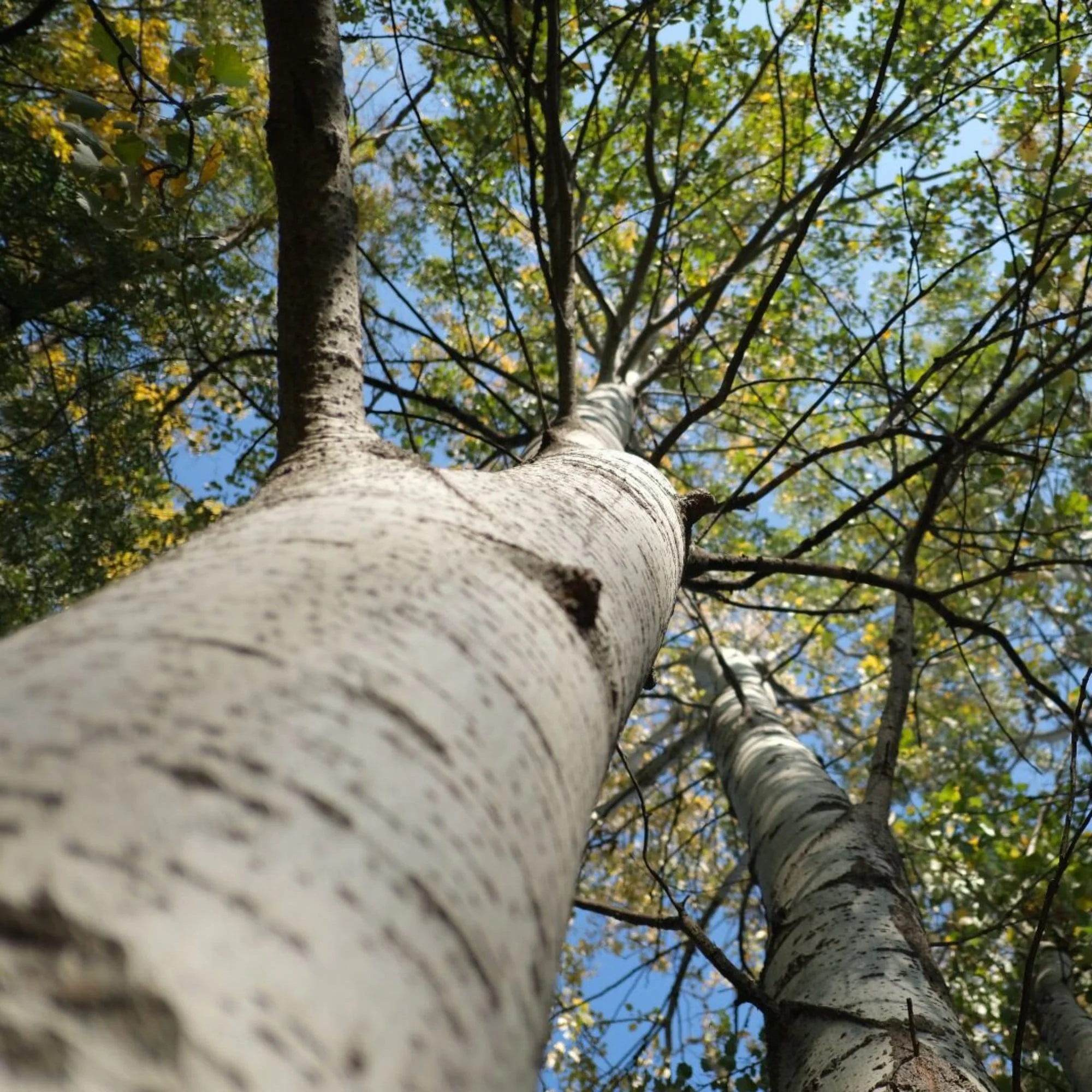 Paper Birch Tree | Betula papyrifera