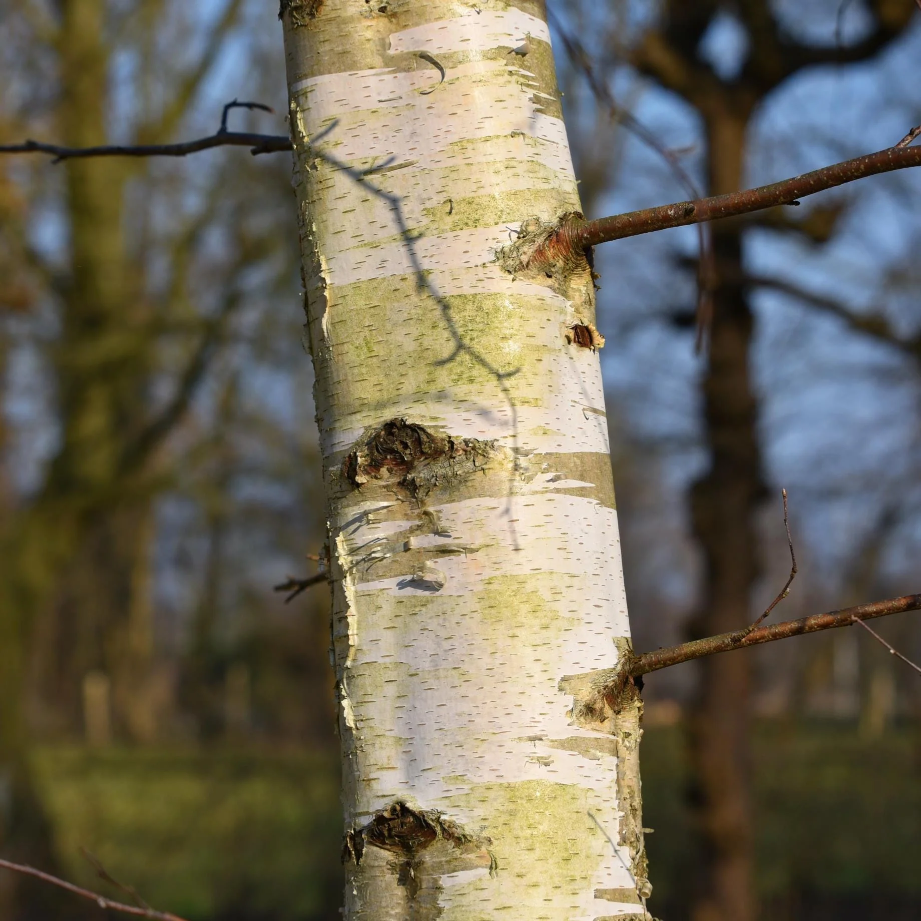 Paper Birch Tree | Betula papyrifera - Image 3