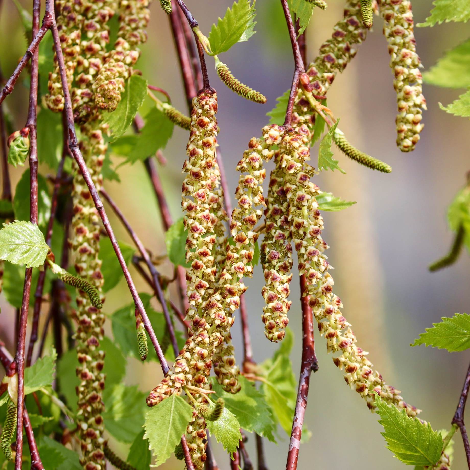 Paper Birch Tree | Betula papyrifera - Image 4