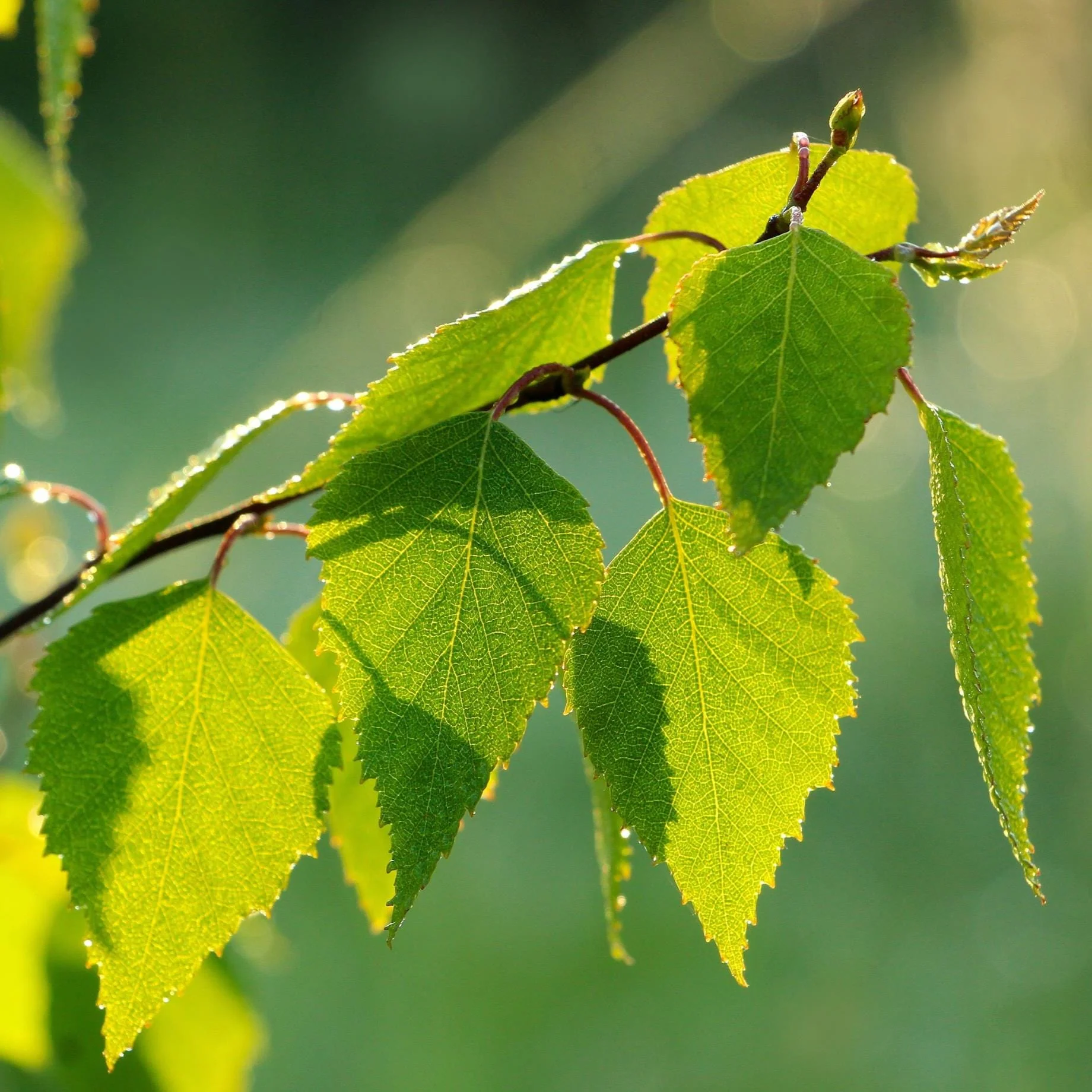 Paper Birch Tree | Betula papyrifera - Image 5