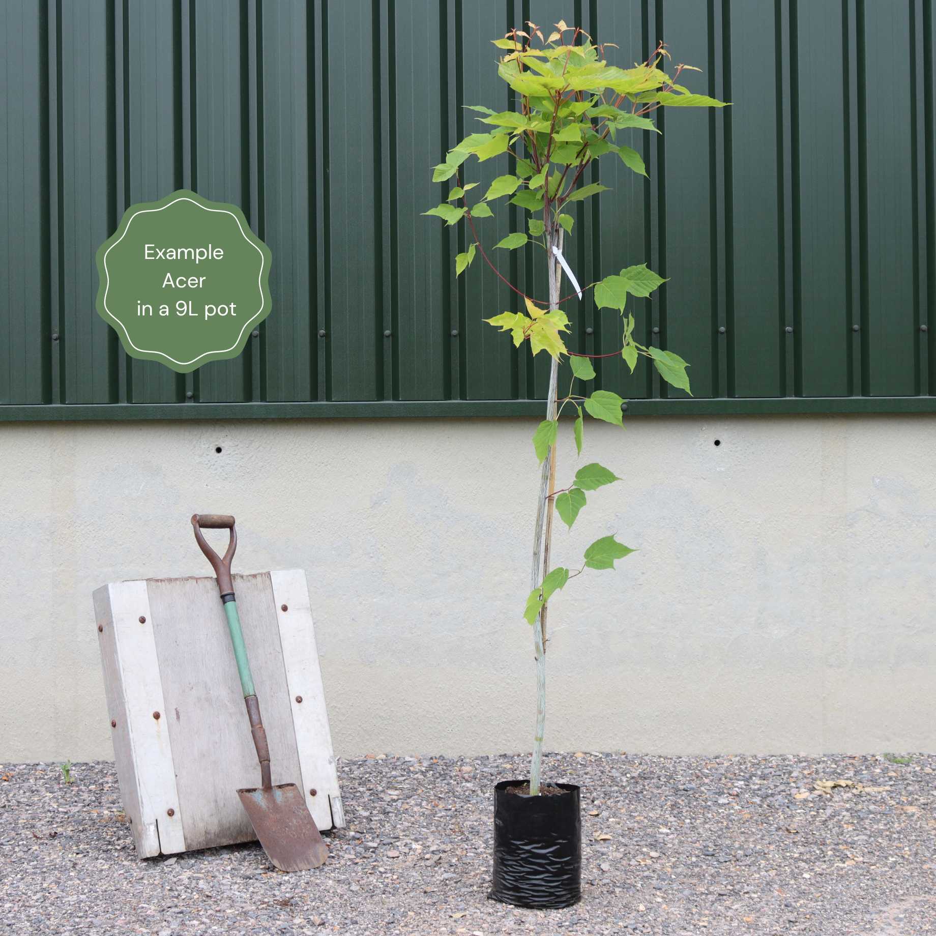 Paperbark Maple Tree | Acer griseum - Image 3
