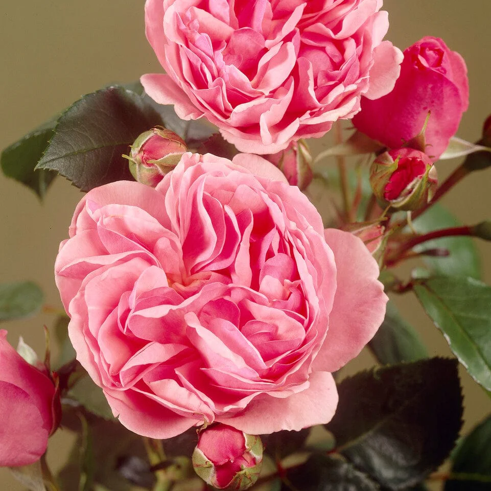'Parade Cajsa' Patio Shrub Rose - Image 3