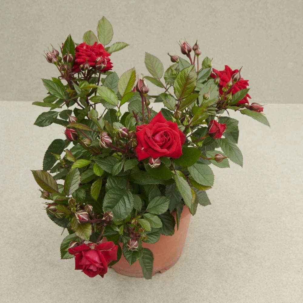 'Parade Karla' Patio Shrub Rose - Image 3