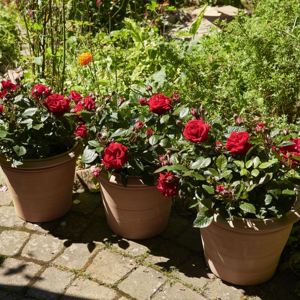 'Parade Karla' Patio Shrub Rose - Image 4