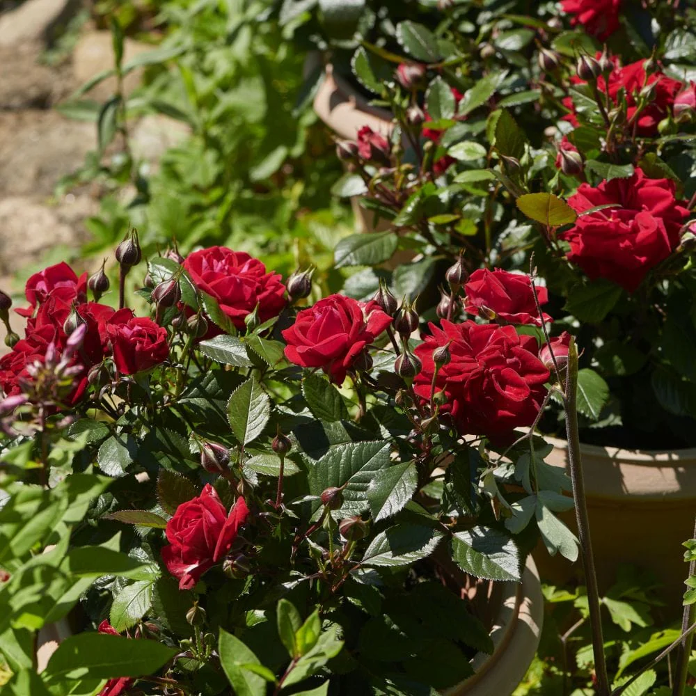'Parade Karla' Patio Shrub Rose - Image 5