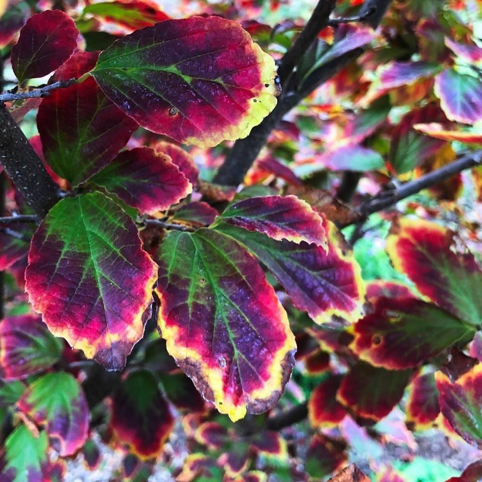 Parrotia 'Persian Spire' | 3L Pot - Image 3