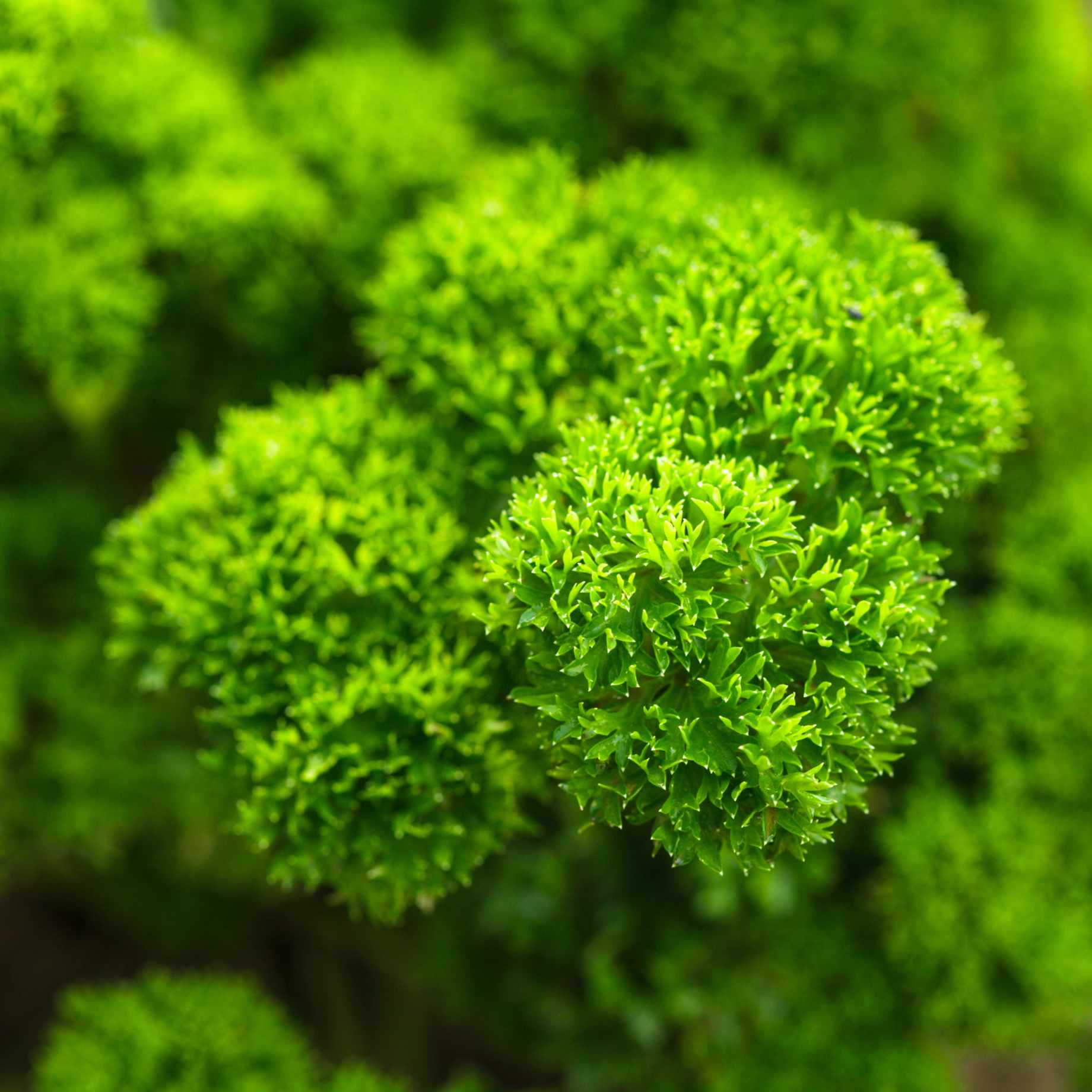 Curly Parsley Plant
