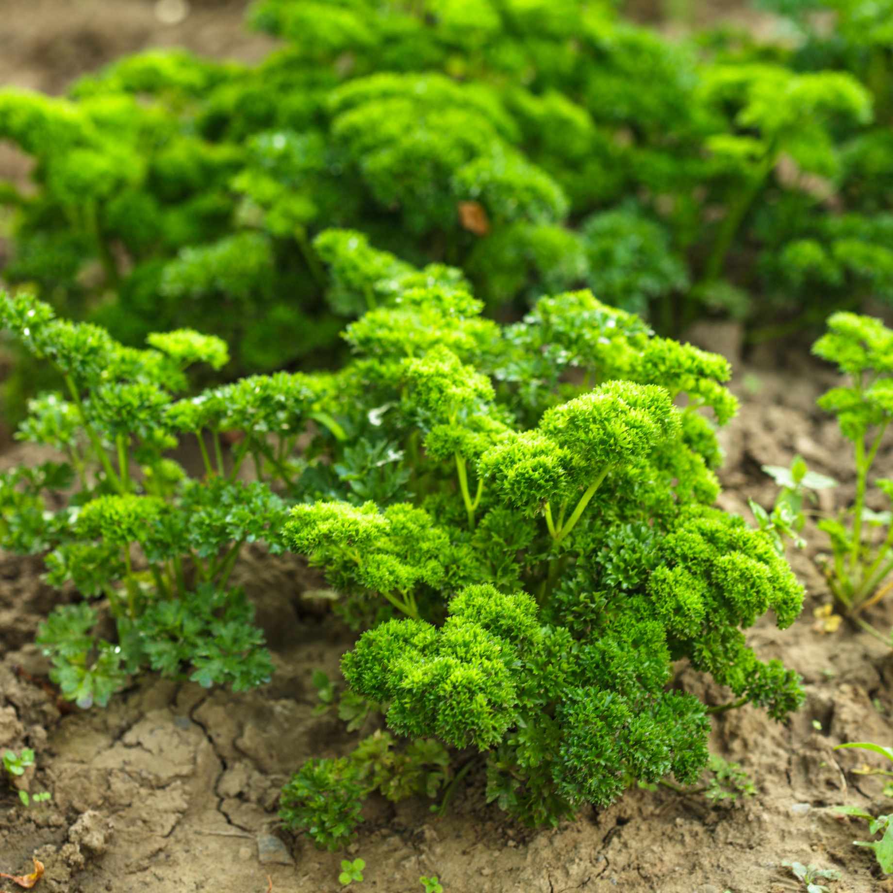 Curly Parsley Plant - Image 2