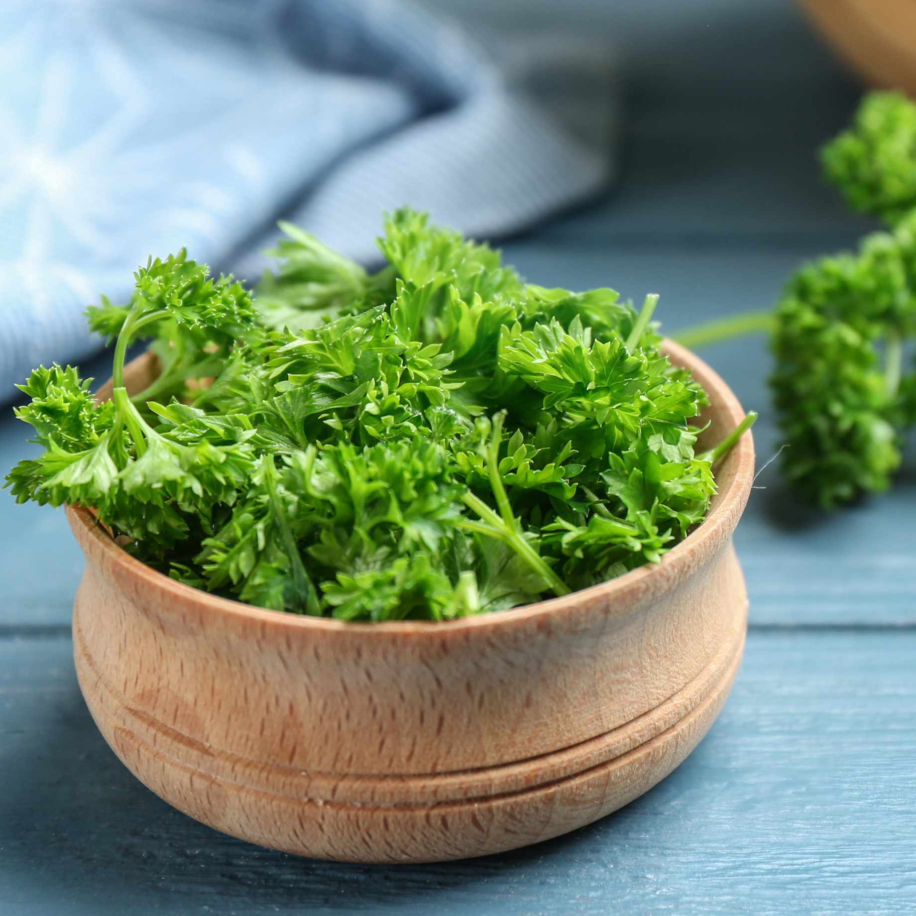 Curly Parsley Plant - Image 3